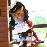 猫のナポレオン