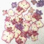 押し花素材～アジサイセット6〜  35ヶ