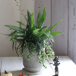 幸せを招く♪ アグラオネマの寄せ植え