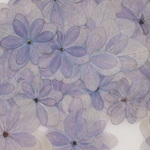 紫陽花「てまりてまり」　パープル色　１５輪。。。押花素材