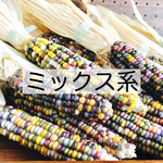 選べる！ドライフラワー 花もろこし（ミックス系）