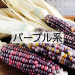  選べる！ドライフラワー 花もろこし（パープル系）