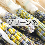 選べる！ドライフラワー 花もろこし（グリーン系）