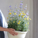  ウインターコスモスの大きな寄せ植え ホワイト鉢