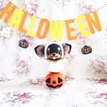 羊毛癒し犬『チワワん♪ハッピーハロウィン』定形外郵便送料無料