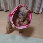 ペット用 エリカラ