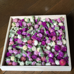 10%OFF‼️お花屋さん秋の大感謝セール羽根付き千日紅120冠＋おまけ30個