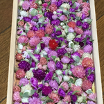 10%OFF‼️お花屋さん秋の大感謝セールマイクロ千日紅ドライフラワー200冠set