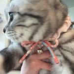 【再販】猫のシュシュ風首輪