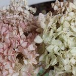 水無月紫陽花のドライフラワー（訳あり）