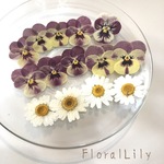 国産ビオラとノースポールの押し花 サイズアソート グラデーション