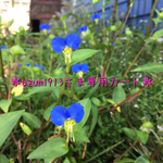 ＊azumi913さま専用カート＊