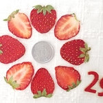 送料無料　いちご29　ハンドメイド　押しフルーツ　8枚セット　送料