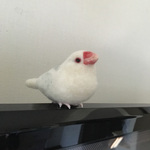 オーダー品 文鳥