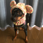 犬用くま耳ニット帽