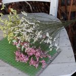 HBチースの Dry Flower（3色：各3本）