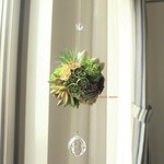 多肉植物のボールブーケのサンキャッチャー（グリーン系）