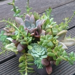 【送料込】シックなジャンクを楽しむ寄せ植え★静夜★寄せ植え★多肉★多肉植物★