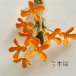 【2セット限り】金木犀