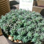 送料無料 レア セダム 多肉植物 ブルーシャトー カット苗 