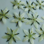🌼再販🌼押し花素材。イブニングスター⭐