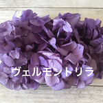 新色‼️ヴェルモントリラ小分け♡ハーバリウム花材プリザーブドフラワーアジサイ