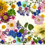 お花色々アソートセット2