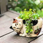  「ねこさん」鉢 ピエラグラウカとハオルチア「オブツーサ」「祝宴」