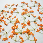 押し花☆キンモクセイ
