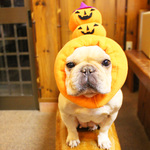 ハロウィンつみつみパンプキン犬ヅラ
