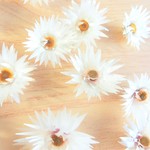 エバーラスティング　ペーパーデージー　ハーバリウム、アロマワックス、スワッグ、ボタニカルキャンドル他花材