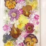 【送料無料】押し花素材*ビオラとバーベナ　#187