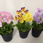 ★粘土*３鉢セット秋植えパンジー苗💐　