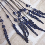 ラベンダー(プリザーブド）ブルーＬサイズ12本　ヴェルディッシモ