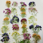 アリッサムの押し花素材