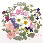 押し花 素材*8
