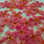 🌼再販🌼押し花素材🌼ジャメスブリトニア30輪