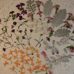 押し花素材 金木犀他7種小花