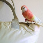 羊毛フェルト アキクサインコ ルビノー バッグチャーム兼用ブローチ