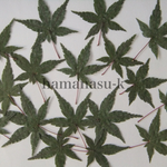  押し花素材169　青もみじ