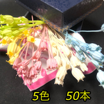フローレンティナ  ５０本   ハーバリウム  花材