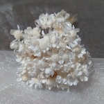スターフラワーミニ　白　小分け1束
ハンドメイド　ハーバリウム　小花　花材　素材