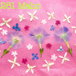 ♡押し花素材♡ペチュニア、仙人草、紫陽花、バーベナ♡
