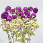 押し花 センニチコウ かすみ草