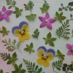★　　小さめボタニカル　押し花素材　★
