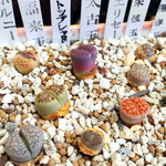 ぷくぷく💕リトープス💕砂漠の宝石💕多肉植物