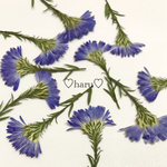 押し花素材  孔雀草ブルー