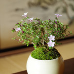 紅鳥花の盆栽【陶芸家作盆栽鉢】