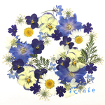 押し花 素材*10