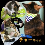 猫のばんだーにゃ(ドット・波柄リバーシブル)